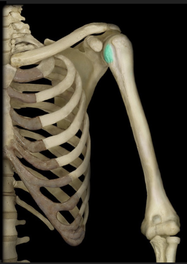<p><span style="font-family: Arial, sans-serif; color: rgb(45, 59, 69)">process anterior to the greater tubercle of the humerus</span></p>