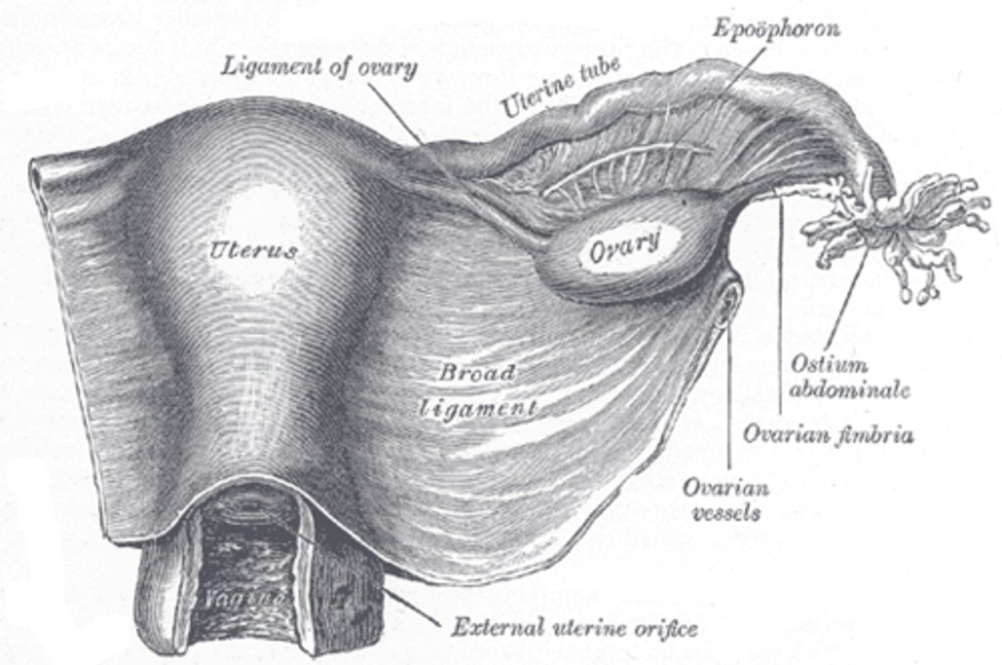 <p>uterine body; ovary</p>
