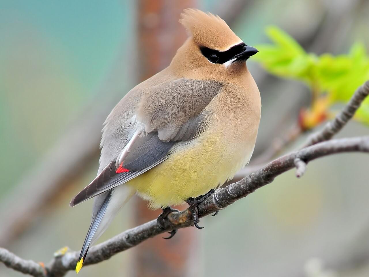 <p>Sleek brown-gray bird with crest, black mask, yellow tail tip; red wing droplets.</p>