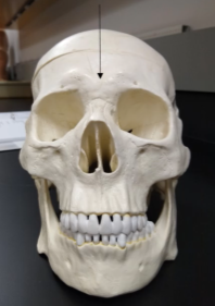 <p>What is this bone?</p>