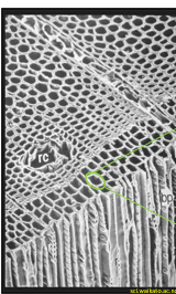 <p>parallel cylindrical columns; resist compression within tube as water is pulled upmaterials arranged far from neutral axis → resistant to bend; yearly growth adds tubes in parallel → increases strength</p>