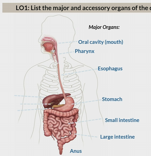 <p>Oral cavity</p><p>pharynx</p><p>esophagus</p><p>stomach</p><p>small intestine</p><p>large intestine</p><p>anus</p><p></p>