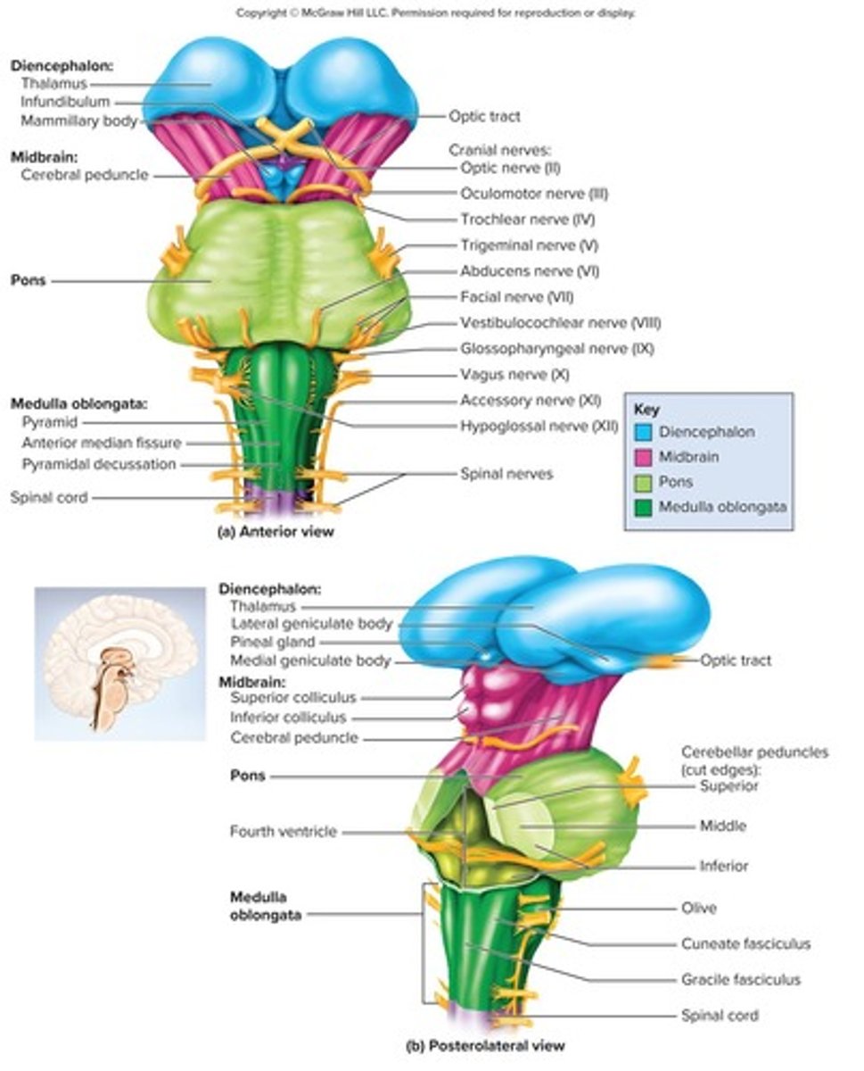 <p>A sudden death of brain tissue due to interruption of blood supply.</p>