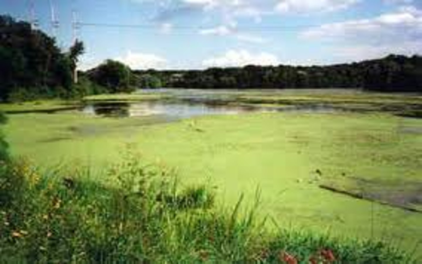 <p>Excessive growth of algae in bodies of water because of high levels of nutrients, usually from fertilizer in runoff.</p>