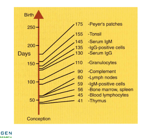 <p>From thymus, blood lymphocytes, bone marrow, spleen, IgM-positive cells, lymph nodes, complement, granulocytes, serum igG, IgG positive cells, serum IgM, tonsil, Peyer’s patches</p>