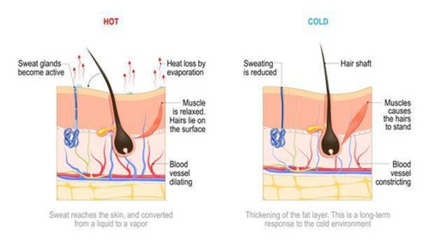 <p>Sweating increases evaporation, which cools the body.</p>