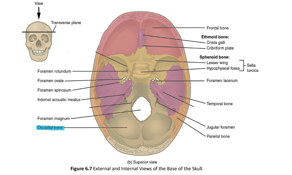 <p>occipital bone</p>