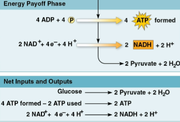<p>Energy payoff phase</p>