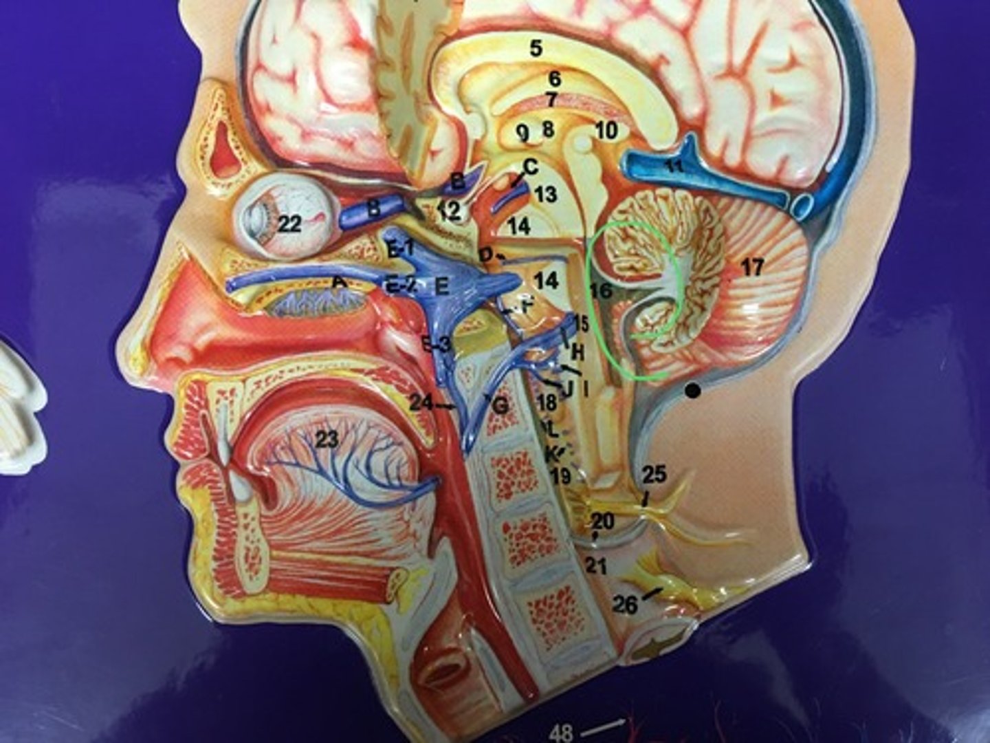 knowt flashcard image