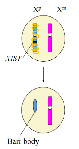 <p>XIST gene in the X inactivation centre (Xic) produces Xist RNA transcript that covers the X chromosome to be inactivated (Xi).</p><p>Subsequent DNA methylation (epigenetic) then makes this silencing permanent in all daughter cells.</p>