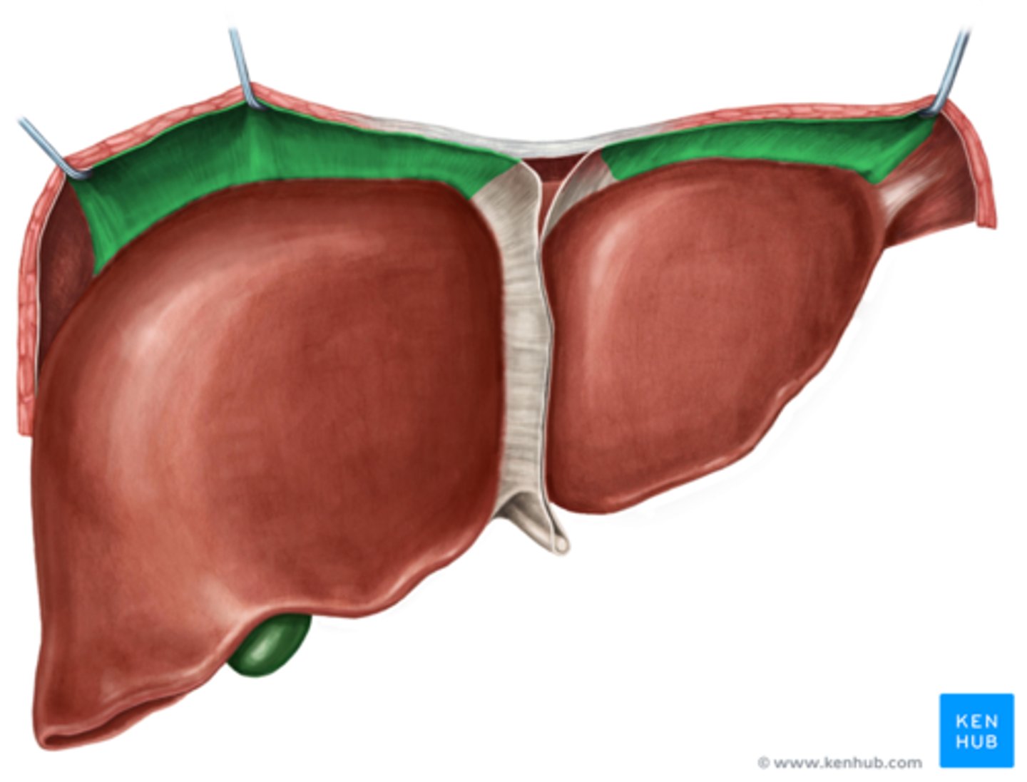 <p>Layer</p><p>- Connects diaphragm and liver on the BACK side</p>