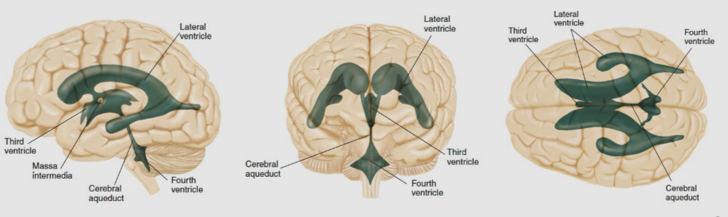 <ul><li><p>It is made by it is a distinct type of tissue that is located in each of the brain’s ventricles: choriod plexus.</p></li><li><p>The two lateral ventricles are the largest. They are underneath the cerebral cortex</p></li><li><p>The third ventricle lies between the two thalamic nuclei at the center of the brain</p></li><li><p>The fourth ventricle is in the hindbrain, between the pins and cerebellum</p></li><li><p>Small canals interconnect each ventricle and bring CSF to the spinal cord</p></li></ul><p></p>