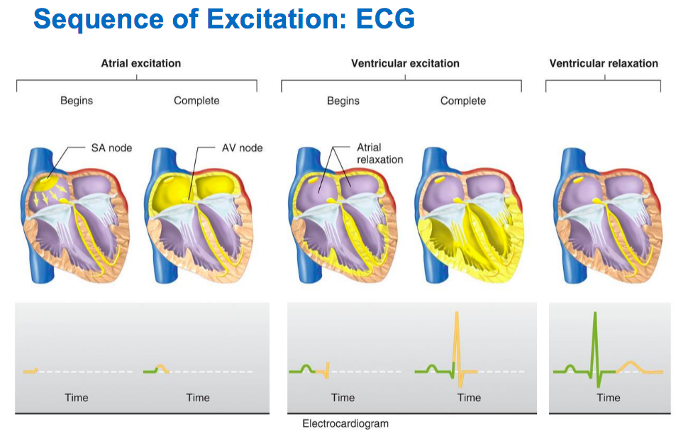 <p>EKG  Waveforms</p>