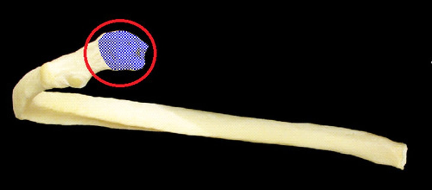 <p>Of the Rib. The end of the rib that articulates with the Costal facets of the Thoracic vertebrae.</p>