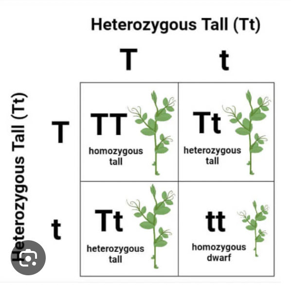 <p>Genotype</p>