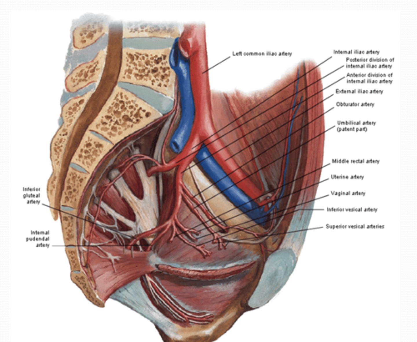 <p>What is the Vaginal artery (F) of the anterior division of the pelvis supply? (2)</p>
