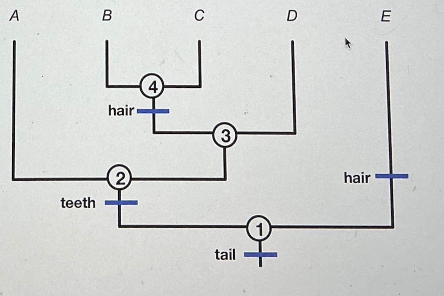 <p>Using the tree below, answer the following question. What is the shared derived trait for A, B, C, and D?</p><ul><li><p>fur</p></li><li><p>﻿﻿tail</p></li><li><p>﻿﻿teeth</p></li><li><p class="p1">hair</p></li></ul><p></p>