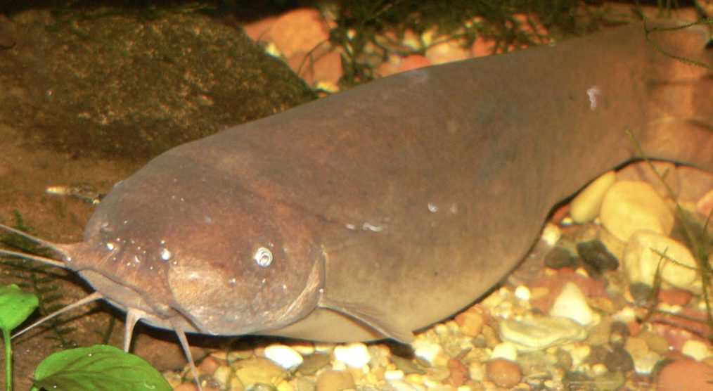 <p>Electric Catfish Subclass, Division, Subdivision, Superorder, Order, Family</p>