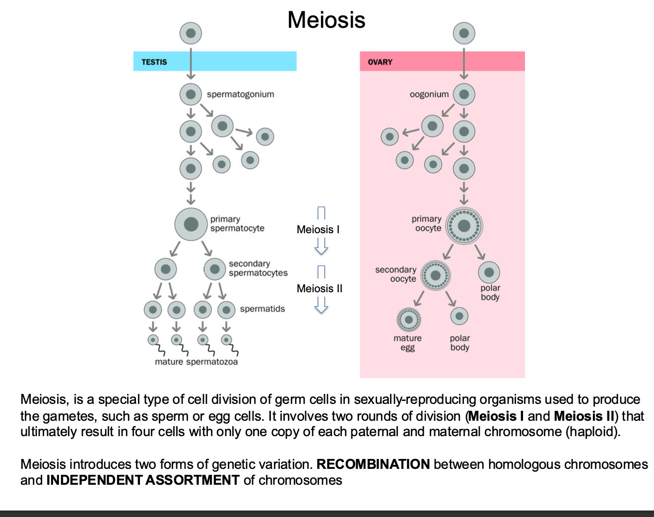 <p>Cell division - sexually reproducing organisms <strong>use it </strong>to produce <strong>GAMETES </strong>- sperm and egg cells.</p><p></p><p><strong>2 round of division occu</strong>r</p><p>Meiosis I and Meiosis II</p><p>Ultimately result in <strong>4 CELLS with one copy of each paternal and maternal chromosome</strong></p><p></p><p><strong>2 forms of genetic variation</strong> introduced</p><p><strong>-Recombination </strong>- between homologous chromosomes</p><p><strong>-Independent Assortment</strong> of chromosomes </p>