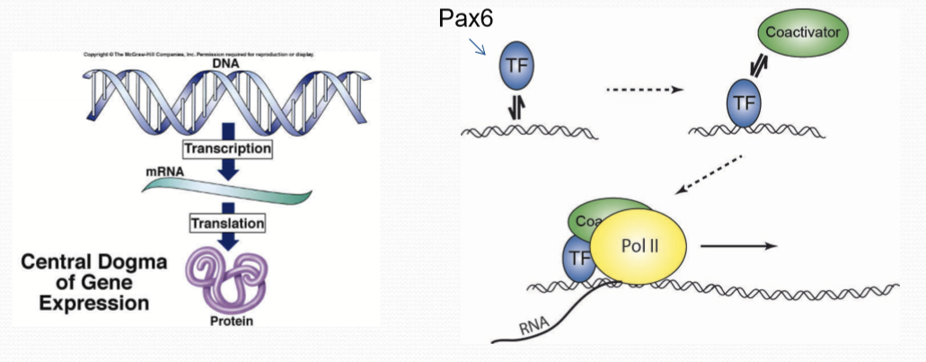 <p>It is a transcription factor that promotes transcription of specific target genes by binding specific DNA sequences and recruit the transcriptional machinery. It triggers a cascade of pathways that are required for eye development and function. </p>