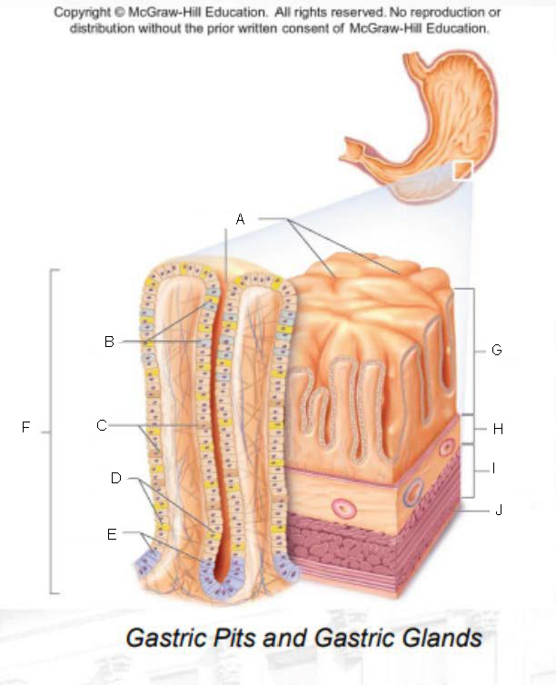 <p>I.</p>
