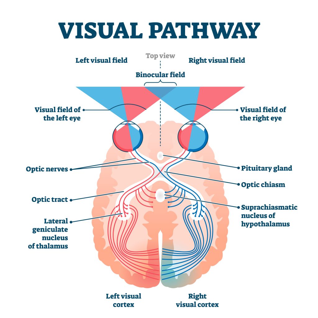 <p>The left controls the left side of each eye—the <strong>right field of vision</strong>—and the right controls the right side of each eye—<strong>left field of vision</strong></p>