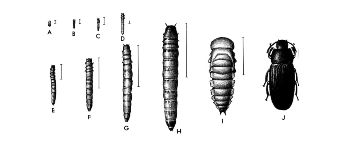 <p>what type of metamorphosis is this</p>