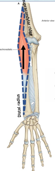<p>Name this muscle</p>