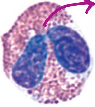 eosinophil 
