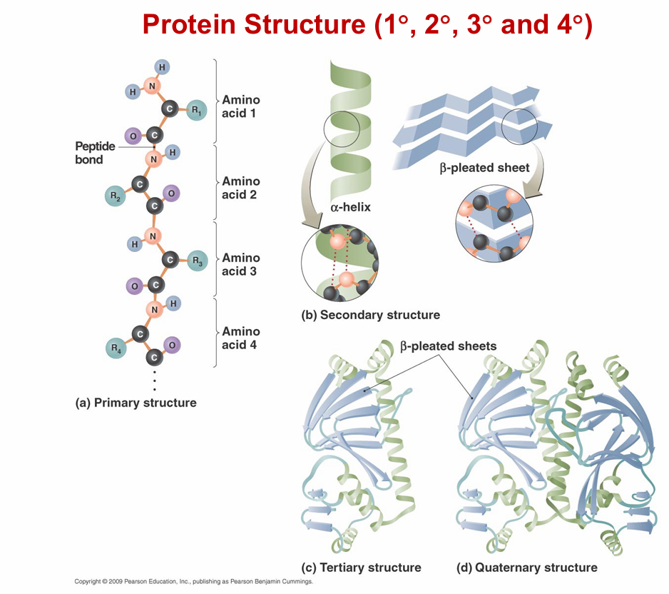 <p>KNOW WHERE TO FIND A PEPTIDE BOND!</p>