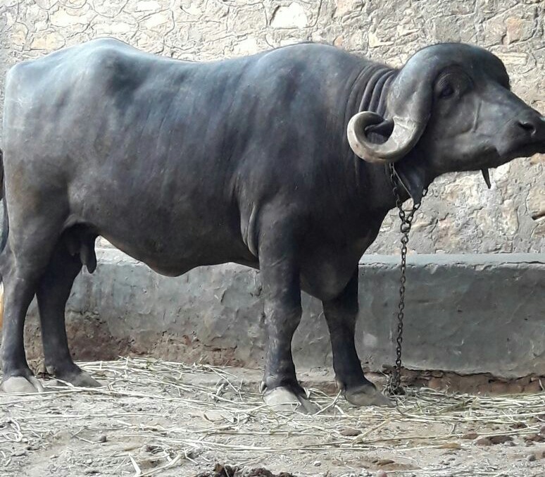 <p>Heaviest of all the Indian breeds of buffaloes. It is also called as Bhavnagri, Gir or Jaffari.</p>