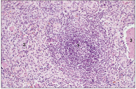 <p>name of histologic slide:</p><p>Specie:</p><p>Parts</p><p>1.__ 2.__ 3.__</p><p>Stain used:</p>
