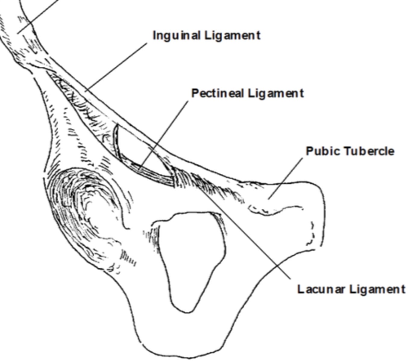 <p>long ligament that runs through external obliques and pelvic area</p>