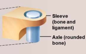 <p>Pivot joints</p>