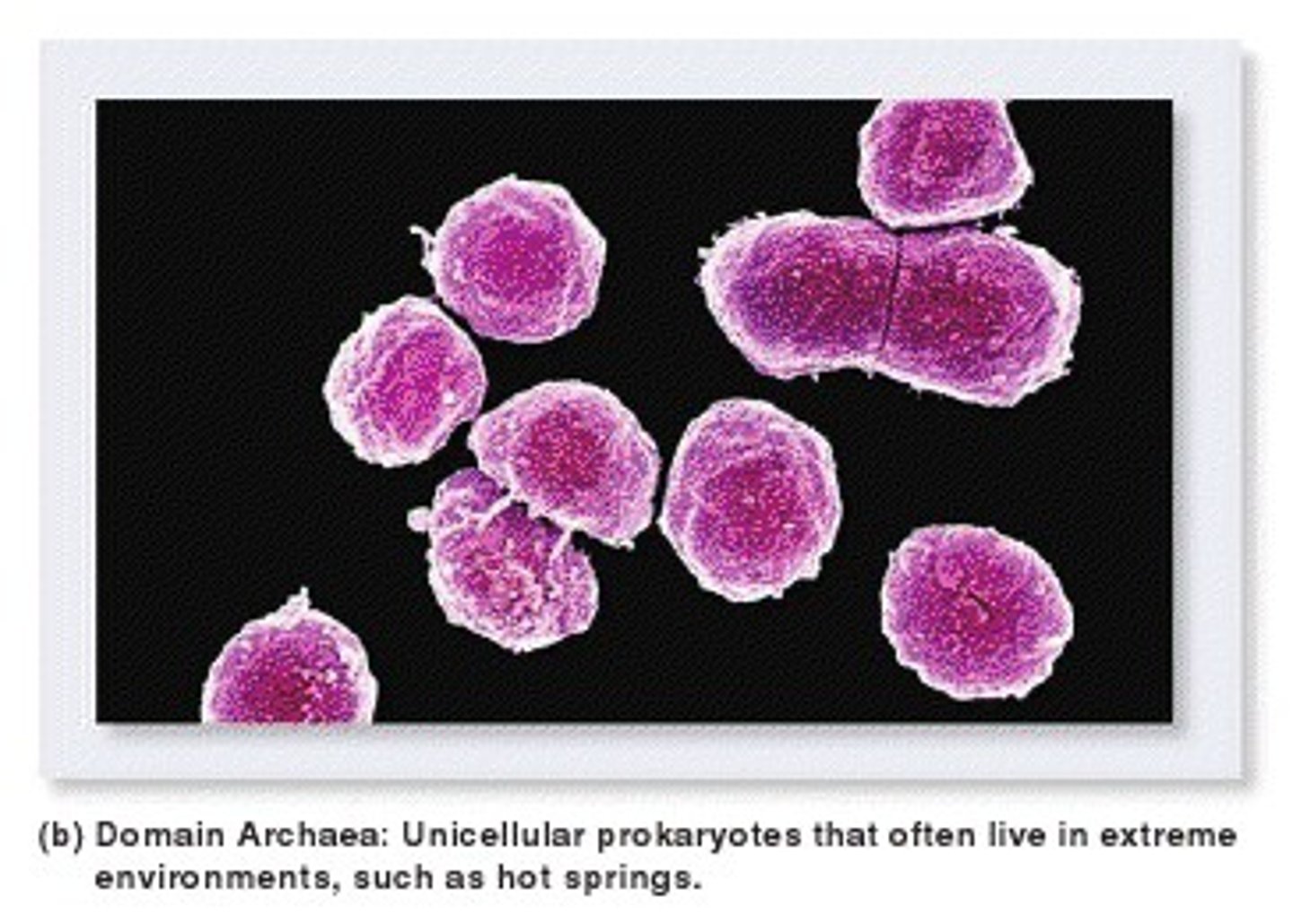<p>Single-celled organisms that are visually similar to bacteria, but contain genes and metabolic pathways more similar to eukaryotes</p><p>Considered extremophiles but are now noted to be found in a variety of habitats</p><p>Notable for ability to use alternative sources of energy (photosynthetic, chemosynthetic - generating energy from inorganic compounds)</p><p>Hypothesized that they share a common origin with Eukaryotes</p>