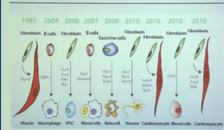 <ul><li><p><strong>Key Factors:</strong> <em>Oct4</em> (Blood cells), <em>Oct4, Sox2, Klf4</em> (Cardiomyocytes)</p></li><li><p>Demonstrates further advancements in <strong>direct cell reprogramming</strong>.</p></li></ul><p></p>