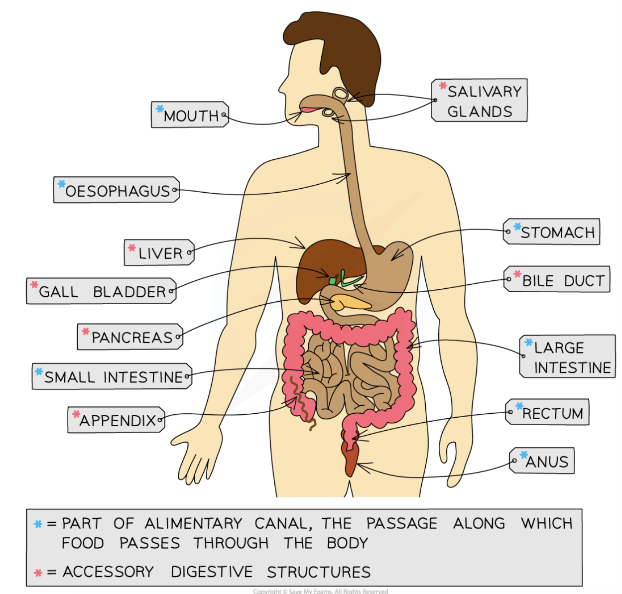 <p><span>The human digestive system is made up of the organs that form the alimentary canal and accessory organs</span></p>