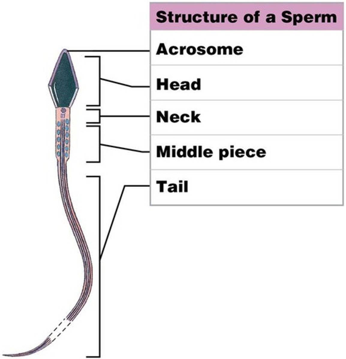 <p>Lacks most organelles and intracellular structures in order to reduce size and mass</p>