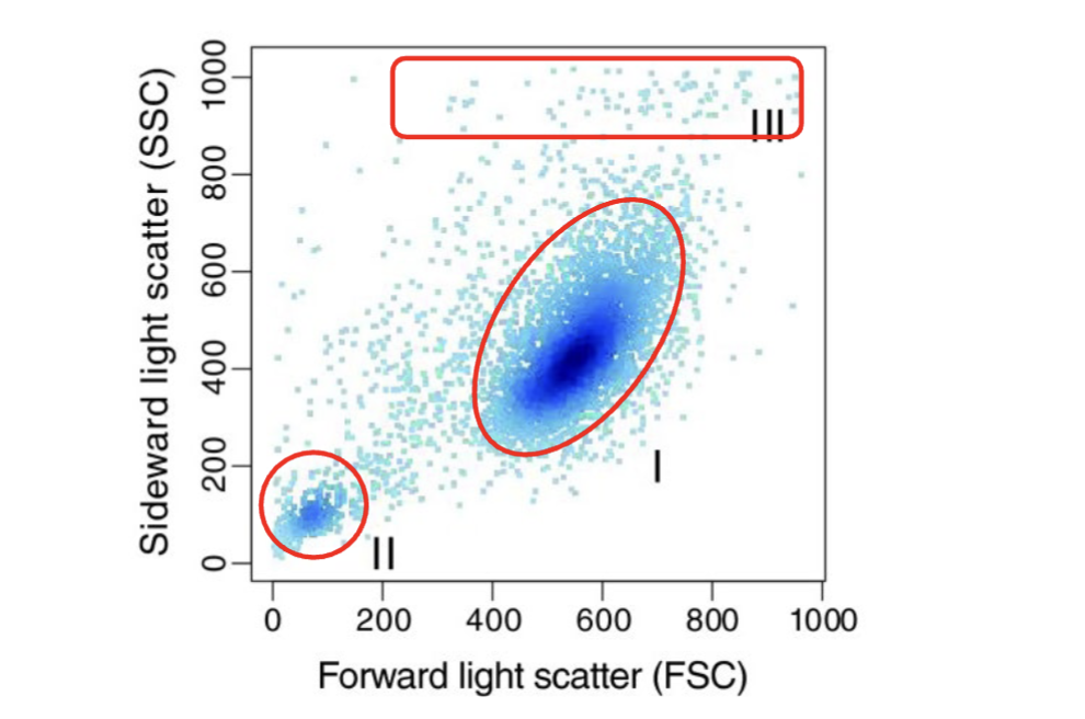 <p><span><span>Scatterplot of FACS data showing typical properties of morphologic parameters.</span><span><br></span><span>FSC corresponds to cell size and SSC to cell granularity.</span><span><br></span><span>Several subpopulations can be distinguished: (I) healthy and well measured cells, (II) cell debris, and (III) cell conjugates and air bubbles.</span></span></p><p></p><p>when looking at file look at forward scatter and side scatter -need to make sure voltage set ups is correct to see the signals</p><p>healthy cells in the large dark blue region</p><p>low scatter= cellular debris bottom left (some RBCs)</p><p>air bubbles (try to avoid) or cells stuck together can appear here</p>