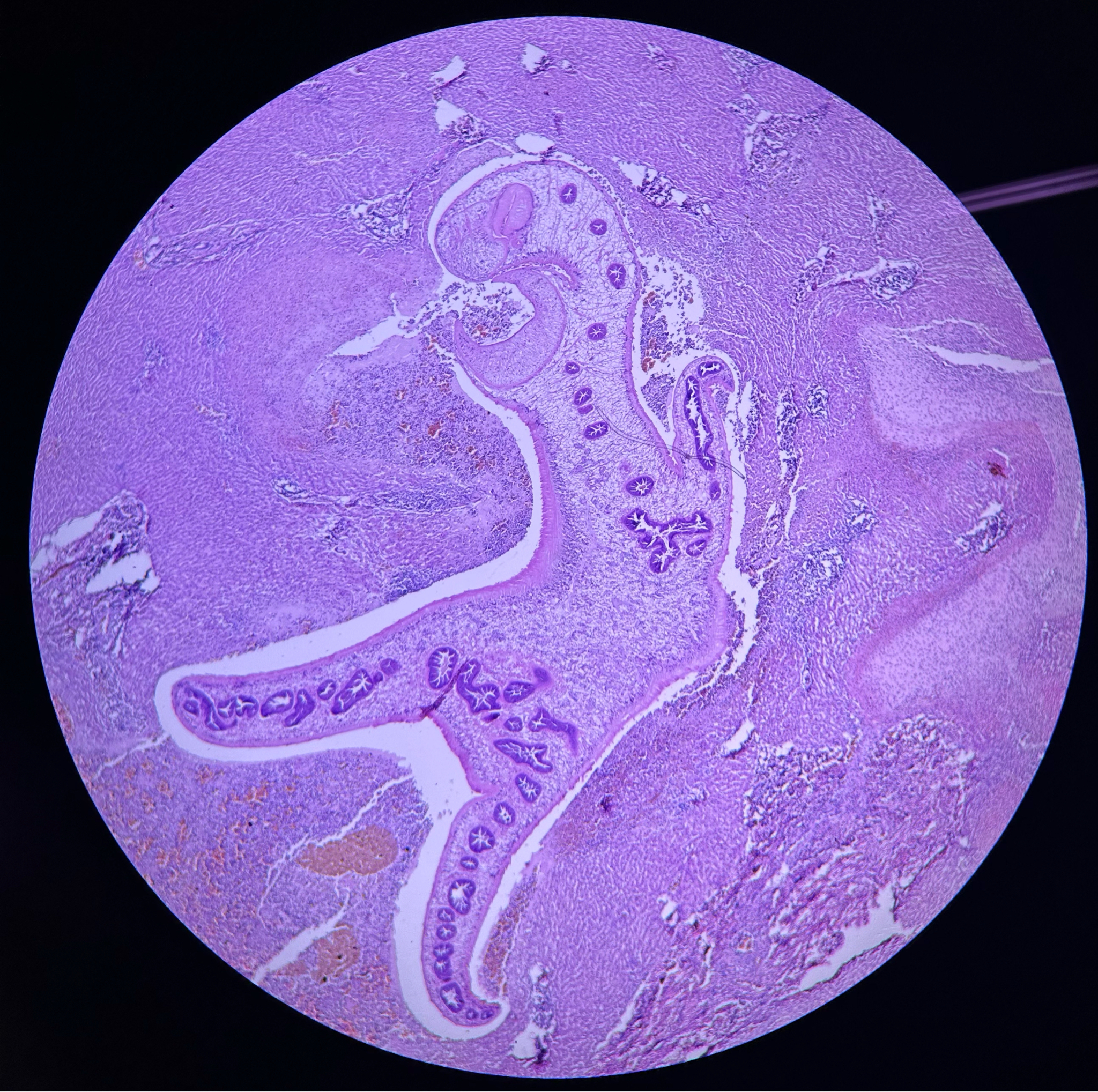 knowt flashcard image