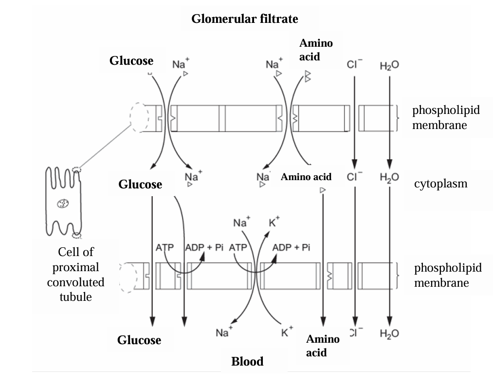 <ol><li><p>Co-transport</p></li><li><p>Glucose or amino acid and two Na+ ions bind to a carrier protein in the cuboidal epithelium cell membrane</p></li><li><p>They enter the cell by facilitated diffusion</p></li><li><p>Na+ ions are pumped into the capillary reducing their concentration in the epithelial cell below that of the lumen.</p></li><li><p>More Na+ enters the cell bringing in glucose or an amino acid molecule</p></li><li><p>Glucose or amino acid enters the capillary by facilitated diffusion</p></li></ol><p></p>