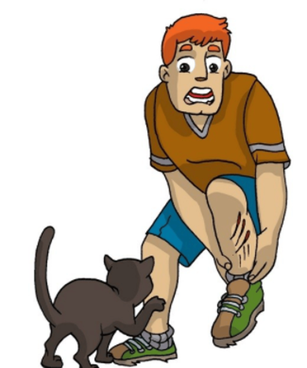 knowt flashcard image