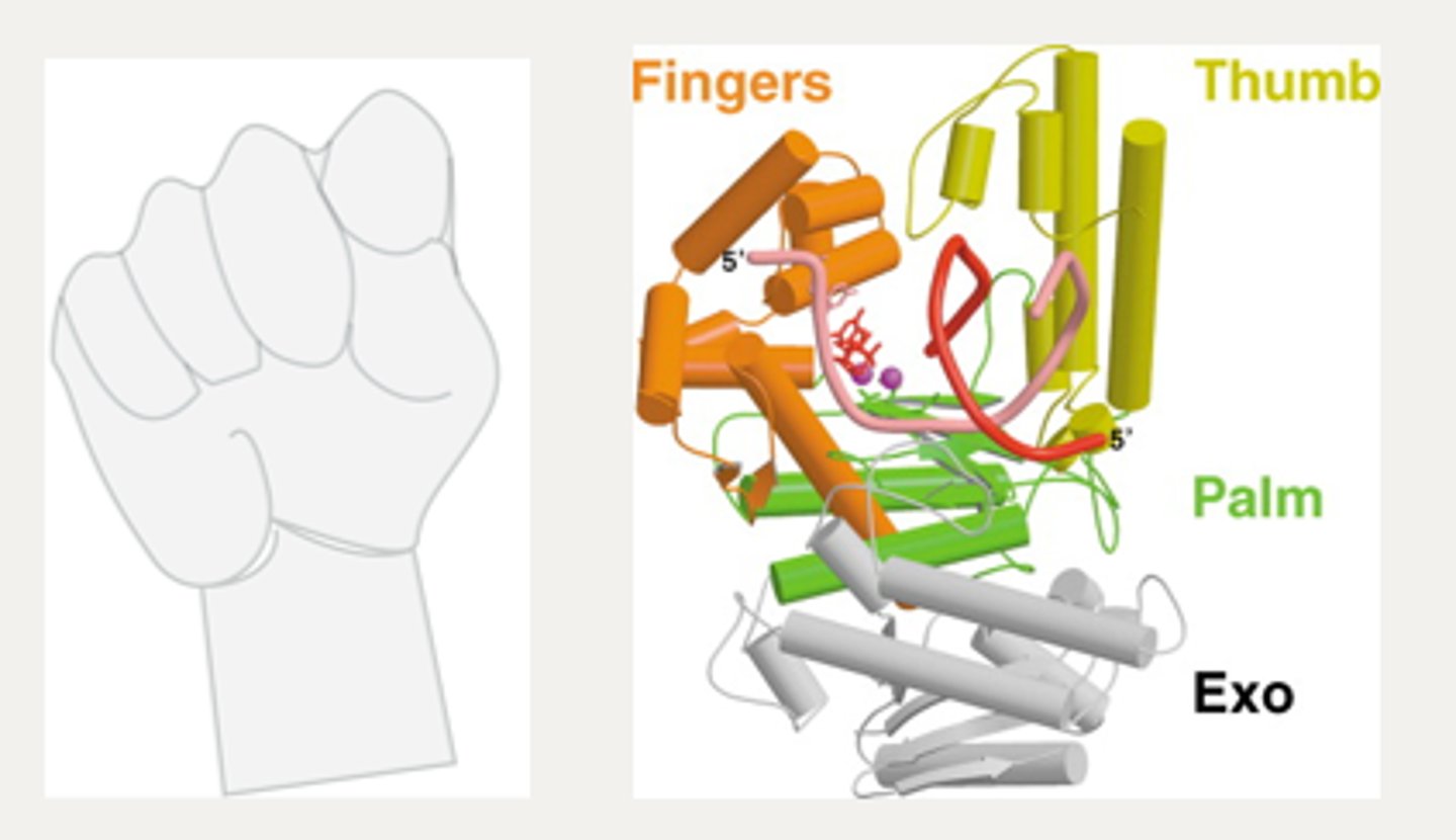 <p>How accurate the polymerase incorporates base pairs.</p>