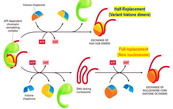 <p>Histone chaperone removes the H2A-H2B dimers. (Remember, in histone remodeling, 100% of the H2A &amp; H2B must be removed and replaced). Histone chaperones then replace with variant histone dimers H2AZ and H2AB</p>