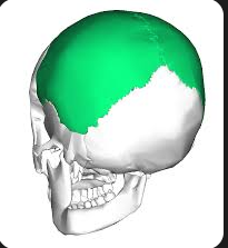 <p>bone located in the skull that forms the sides and roof of the cranium, playing a key role in protecting the brain. </p>