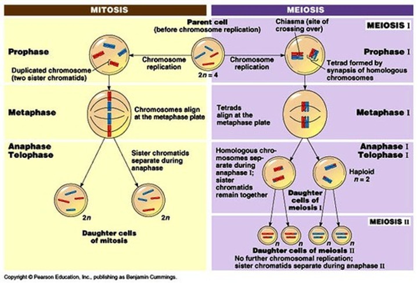 <p>In Meiosis I, DNA is replicated and cross over occurs; in Meiosis II, chromosome replication does NOT occur. I results in 2 haploid cells, II results in 4 haploid cells. Meiosis I separates homologous chromosomes while meiosis II separates sister chromatids.</p>