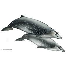 <p>Blainville’s beaked whale</p>
