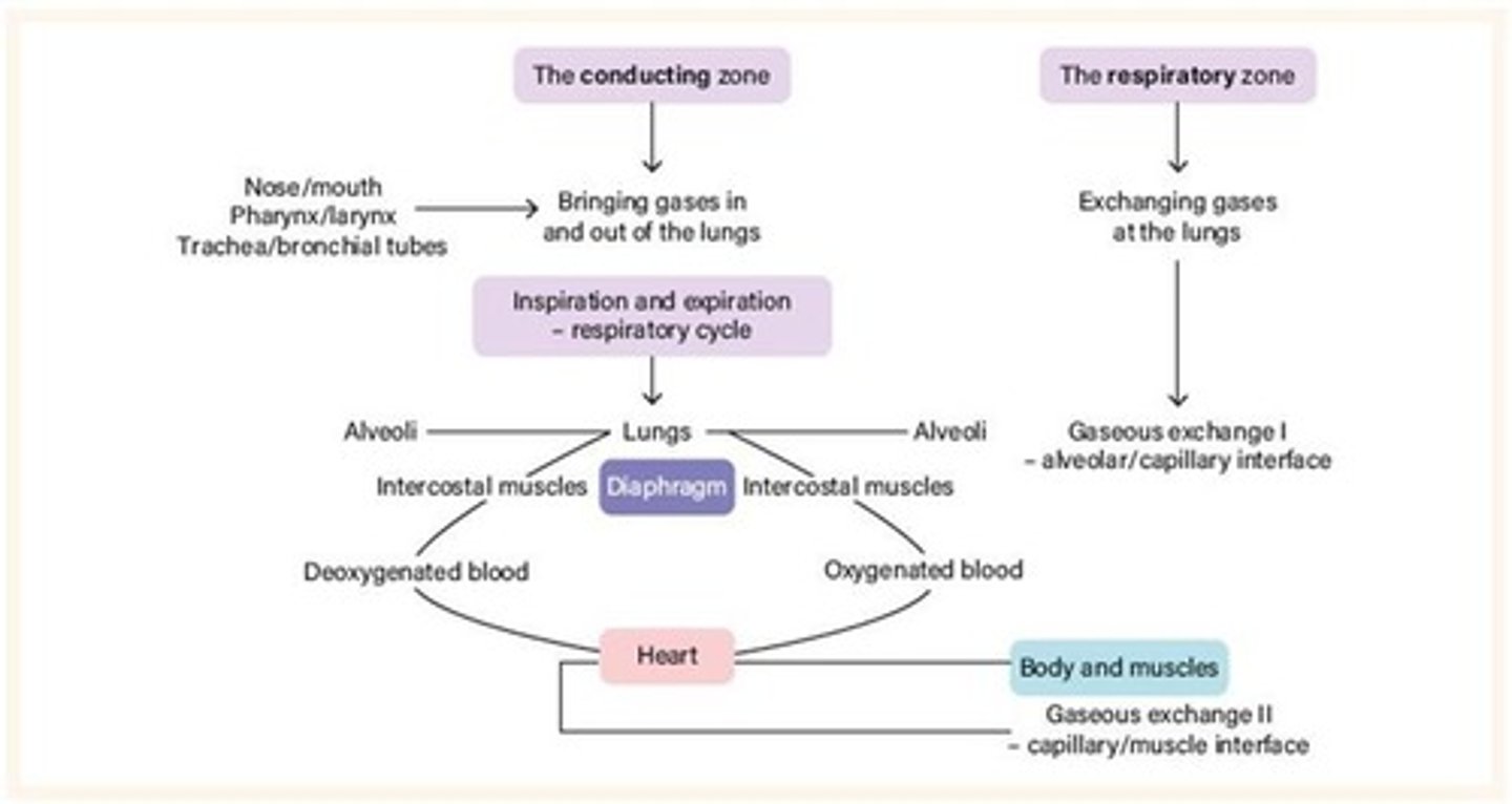 <p>Microscopic sacs for gas exchange in lungs.</p>
