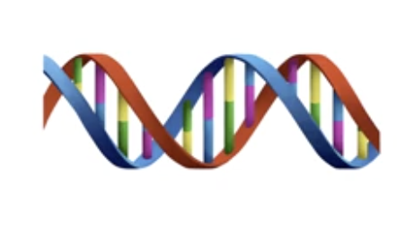 <p>propose that the process of aging is continuous with and probably operating through the same mechanisms as development and, hence, is genetically controlled</p>