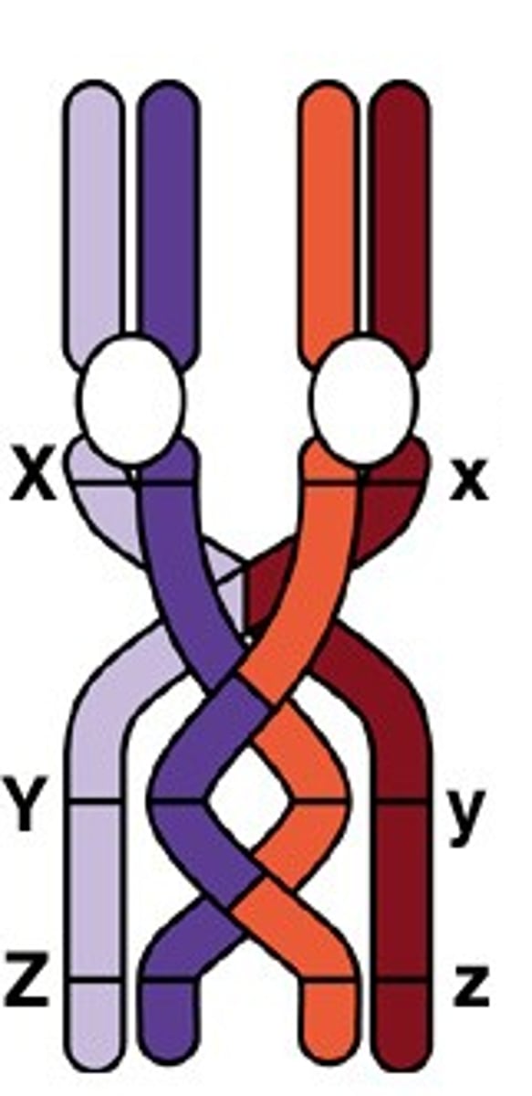<p>Exchange of DNA between homologous chromosomes. Creates genetic variability in gamete cells.</p>